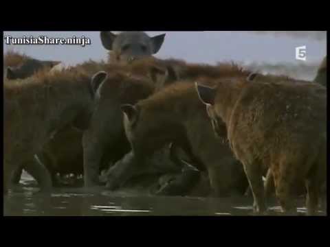 Ngorongoro, les animaux du volcan