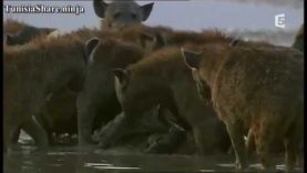 Ngorongoro, les animaux du volcan